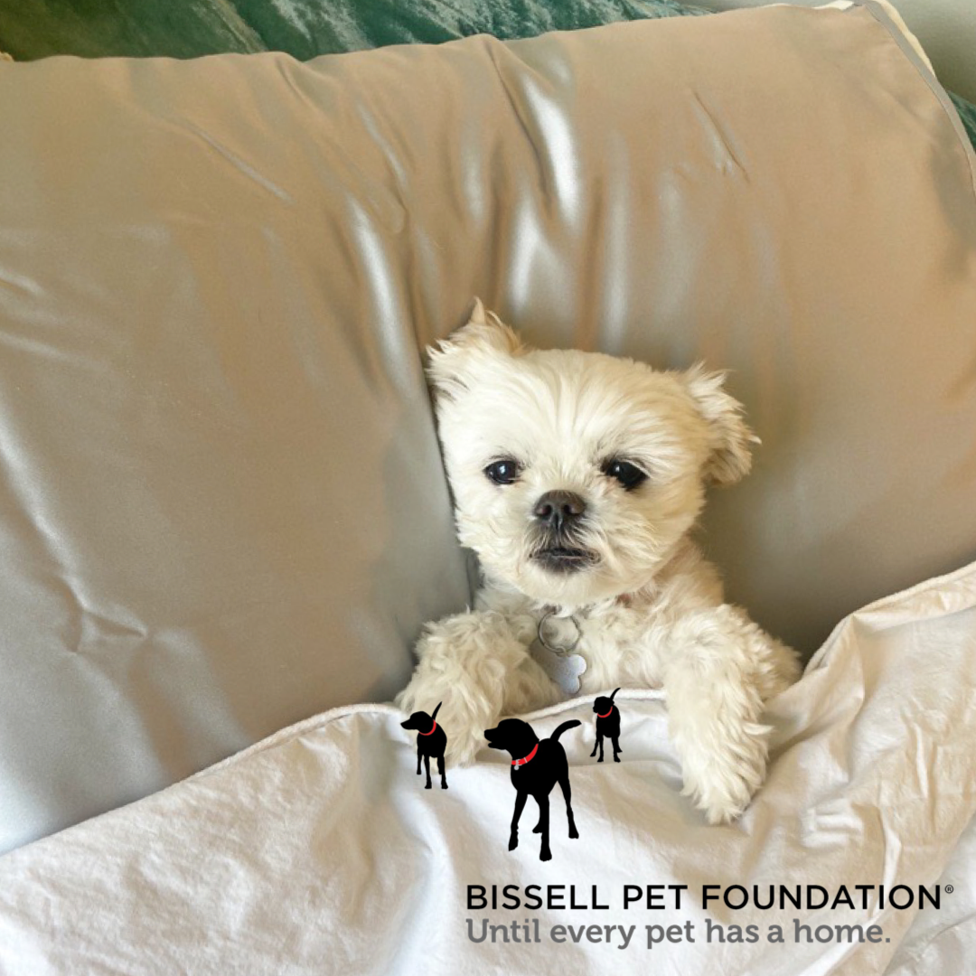 National Pet Month with BISSELL Pet Foundation