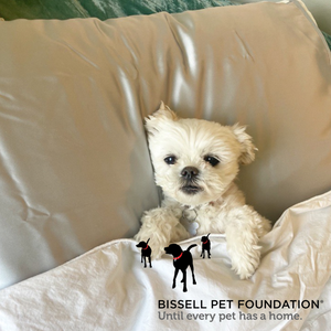 National Pet Month with BISSELL Pet Foundation